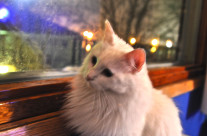 Schrödinger’s Box